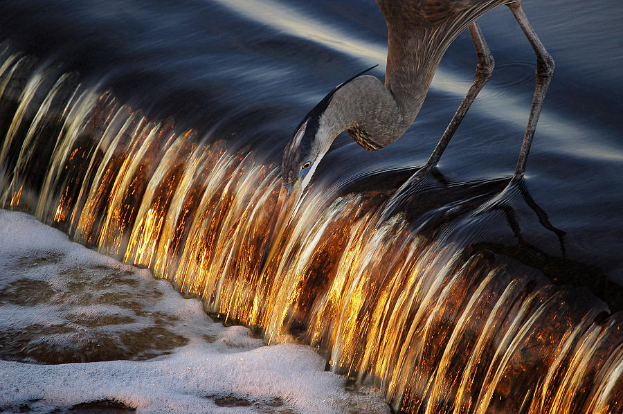 Heron Fishing at the Weir Digital Art by Michael Thomas