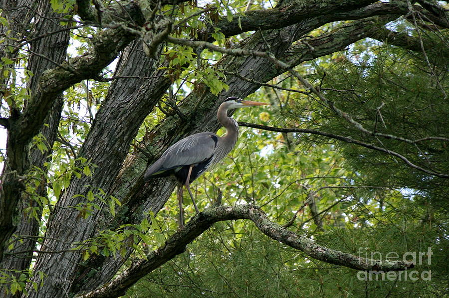 Heron Fishing on Little River  Photograph by Neal Eslinger