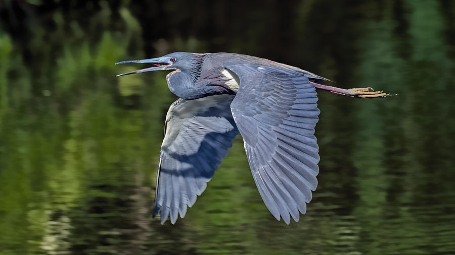 Heron Flight Photograph by Bill Dodsworth