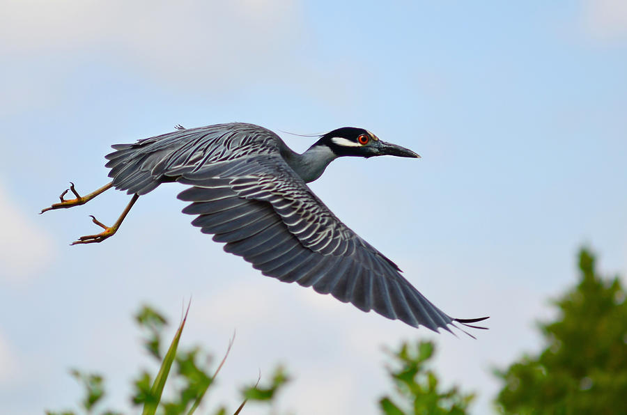 Heron Flight Photograph by Laura Fasulo