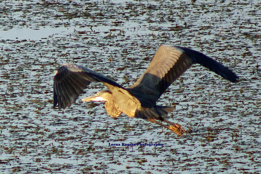 Heron Flight with Signature Photograph by Lorna Rose Marie Mills DBA  Lorna Rogers Photography
