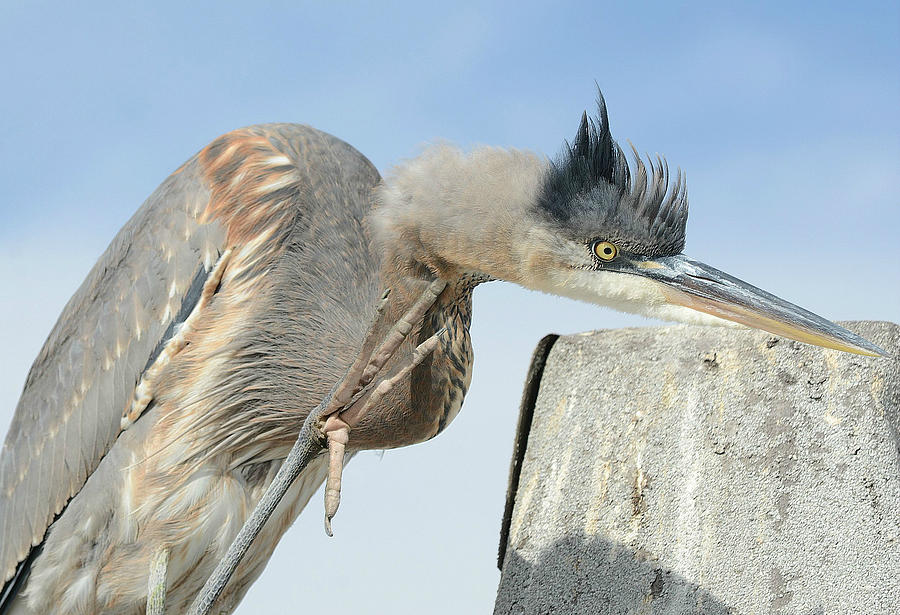 Heron Got The Itch Photograph by Fraida Gutovich