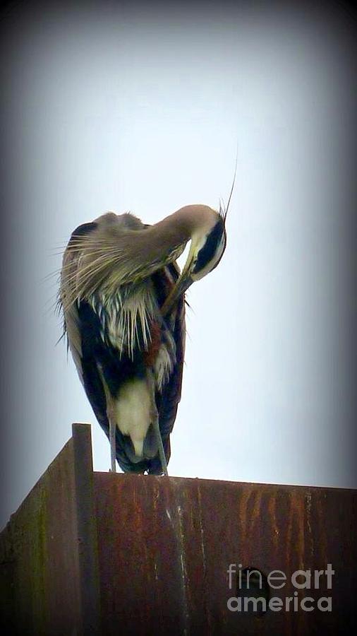 Heron Grooming Photograph by Susan Garren