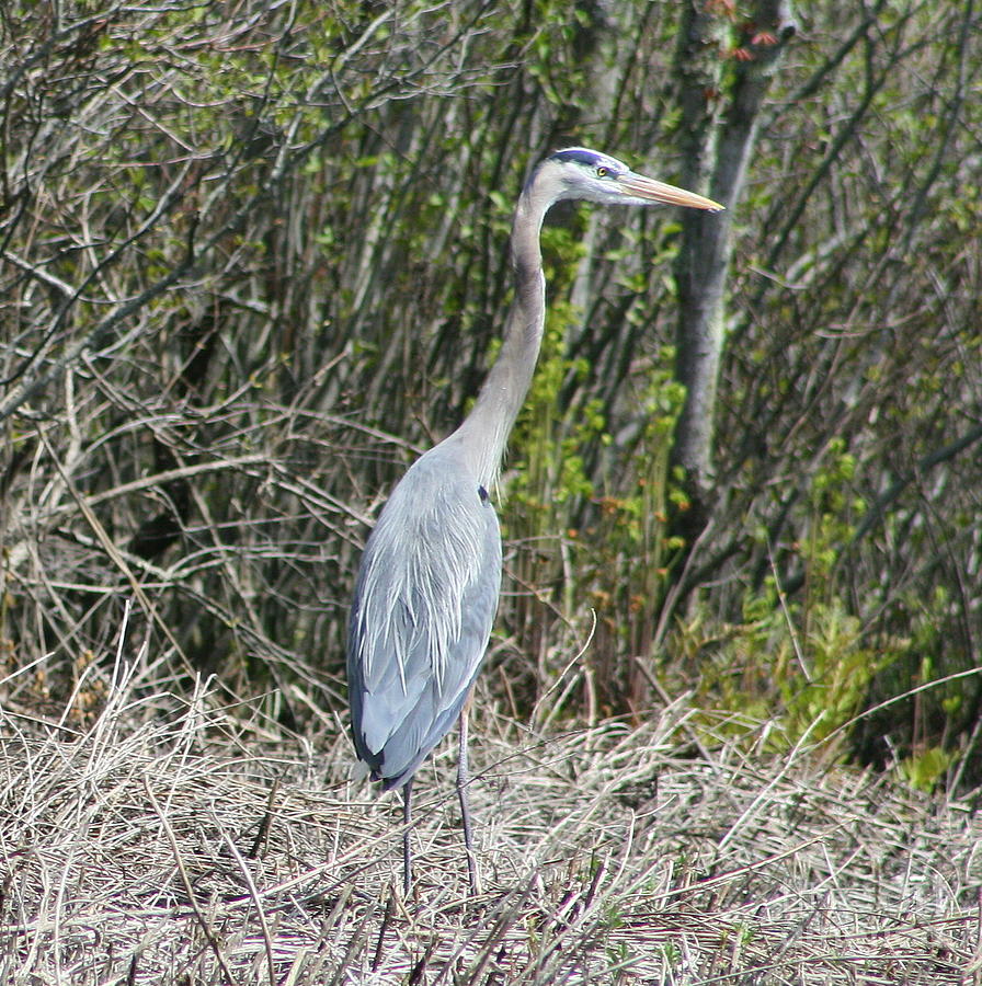 Heron Height Photograph by Neal Eslinger