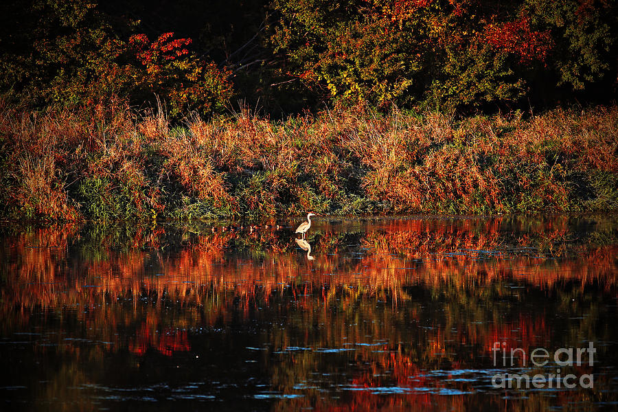 Heron Hideaway Photograph by Elizabeth Winter