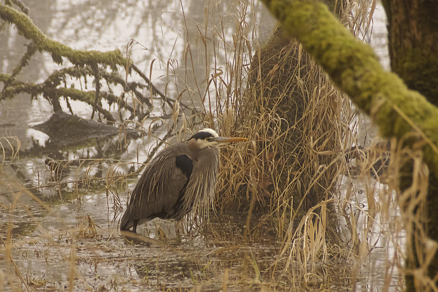 Heron in a Fog Photograph by Wes and Dotty Weber
