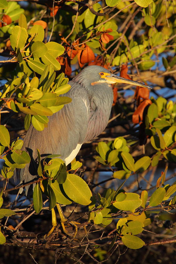 Heron In Afternoon Light Photograph by Bruce J Robinson