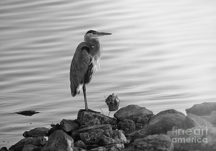 Heron in Black and White Photograph by Betty LaRue