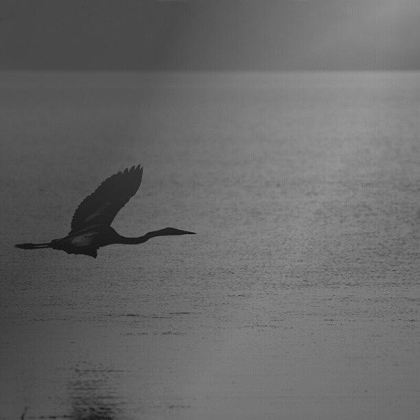 Wildlife Photograph - Heron in Black and White by Maria Firkaly