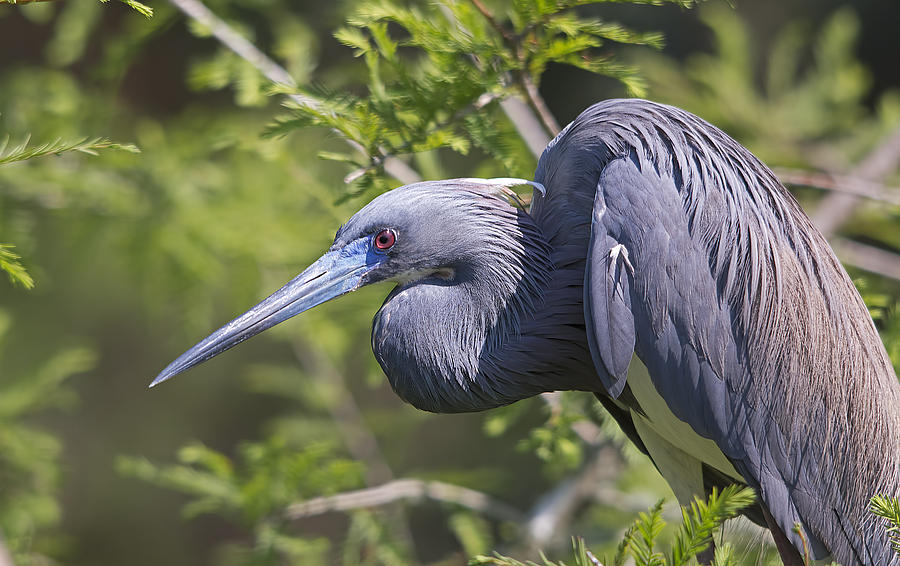 Wildlife Photograph - Heron in Blue by Kenneth Albin