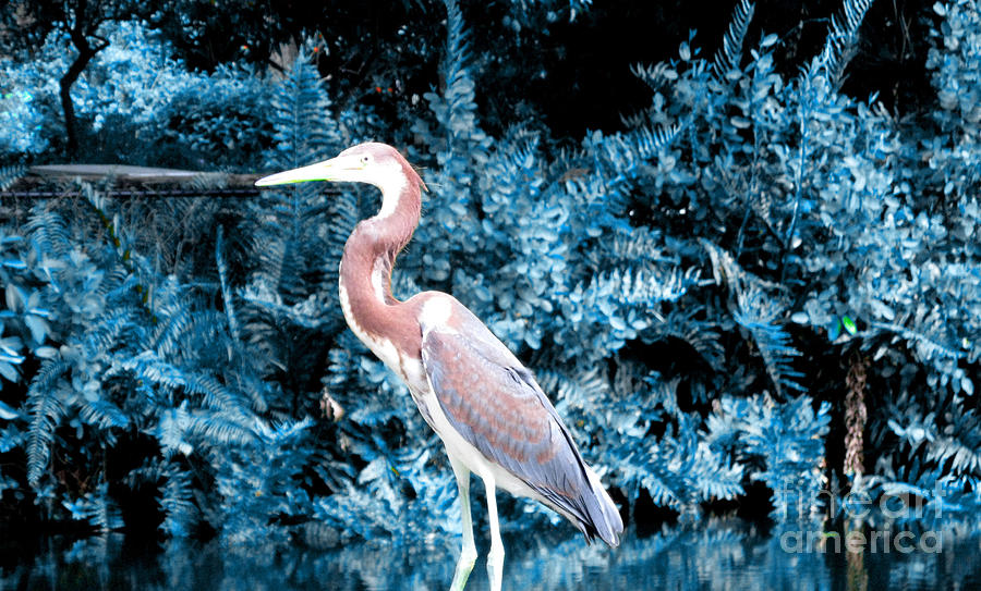 Nature Photograph - Heron in Blue by Oksana Semenchenko