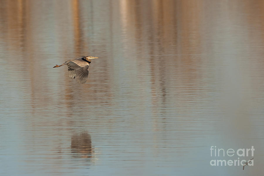 Nature Photograph - Heron in Flight by Bon and Jim Fillpot