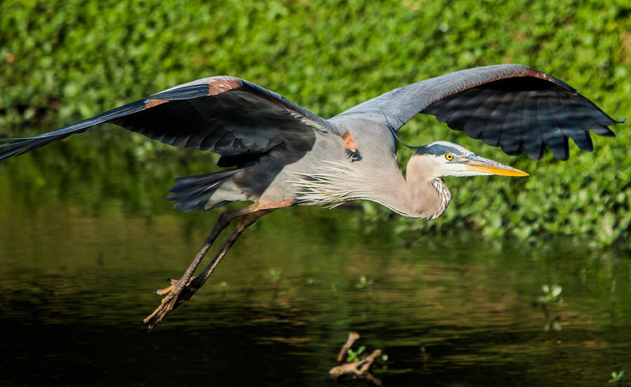 Heron Photograph - Heron In Flight by Parker Cunningham