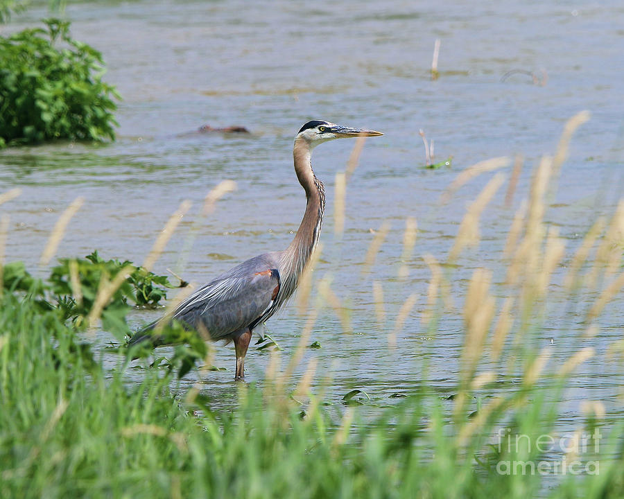 Heron in Grasses 9948 Photograph by Jack Schultz