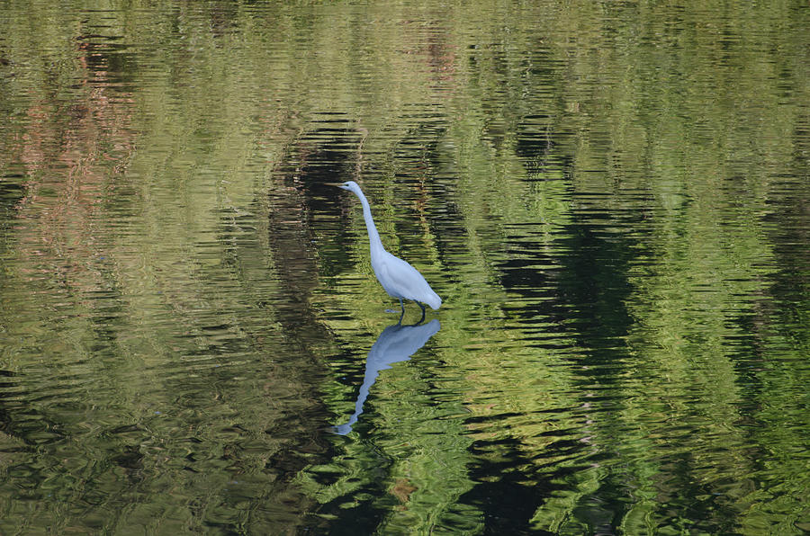 Heron in Green Photograph by Mike Gifford