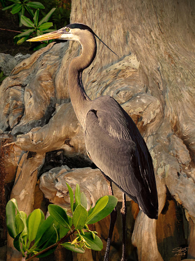 Heron in Mangroves Photograph by M Spadecaller