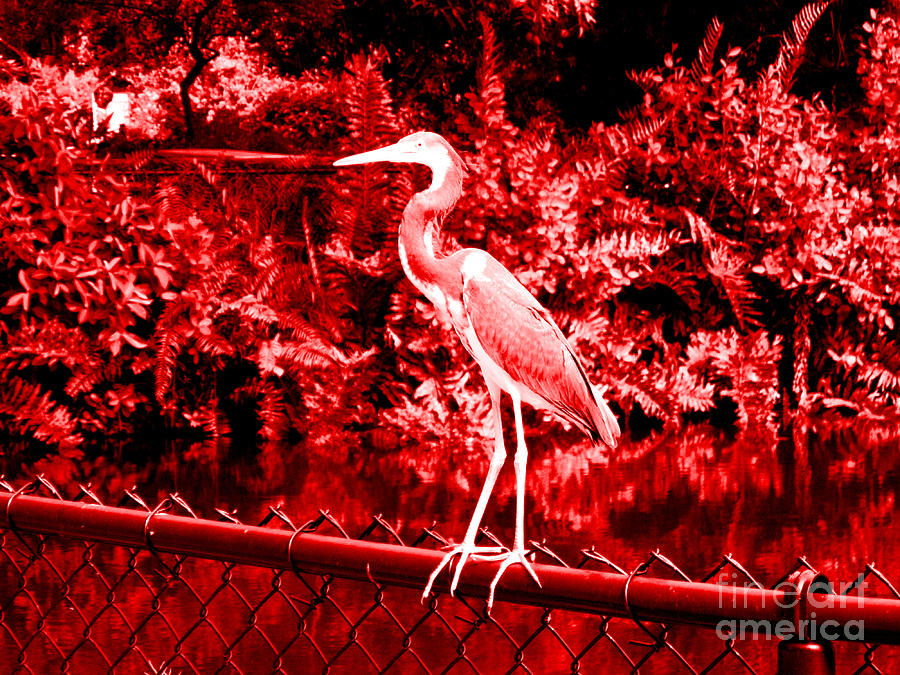 Heron in red. Bird Photograph by Oksana Semenchenko