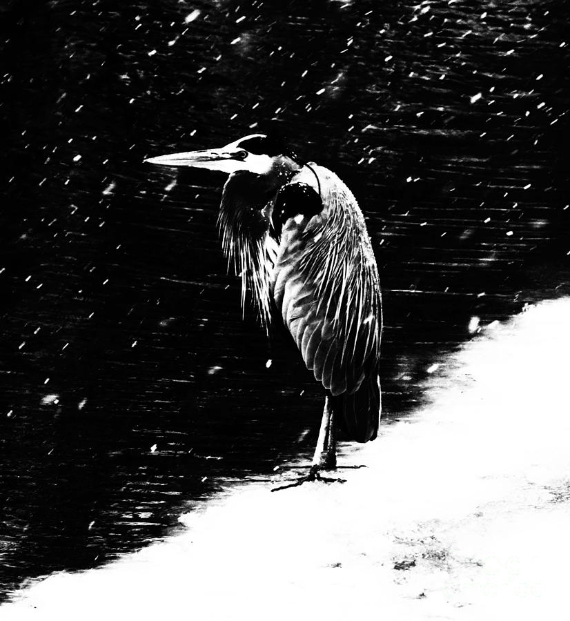 Heron In Snow Photograph by Betty Morgan