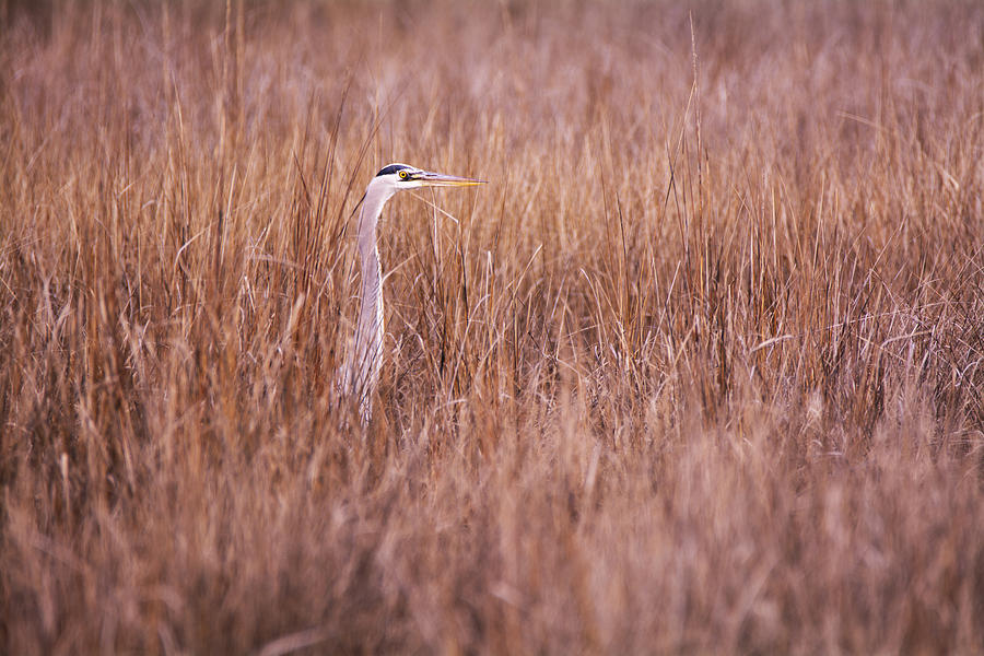 Heron in the Grass Photograph by Andy Smetzer