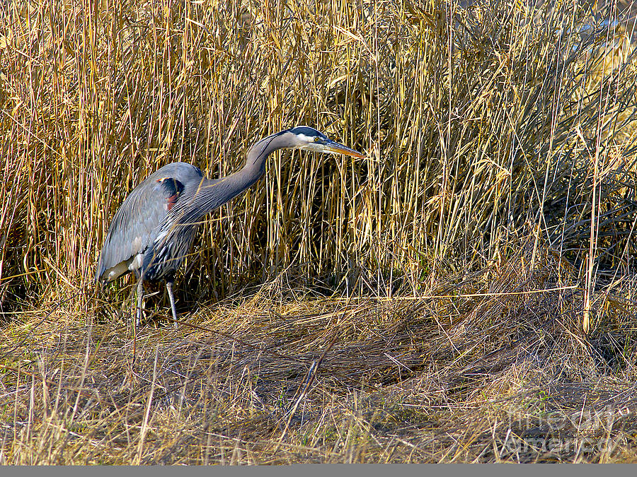 Heron Photograph - Heron in the Grass by Sharon Talson