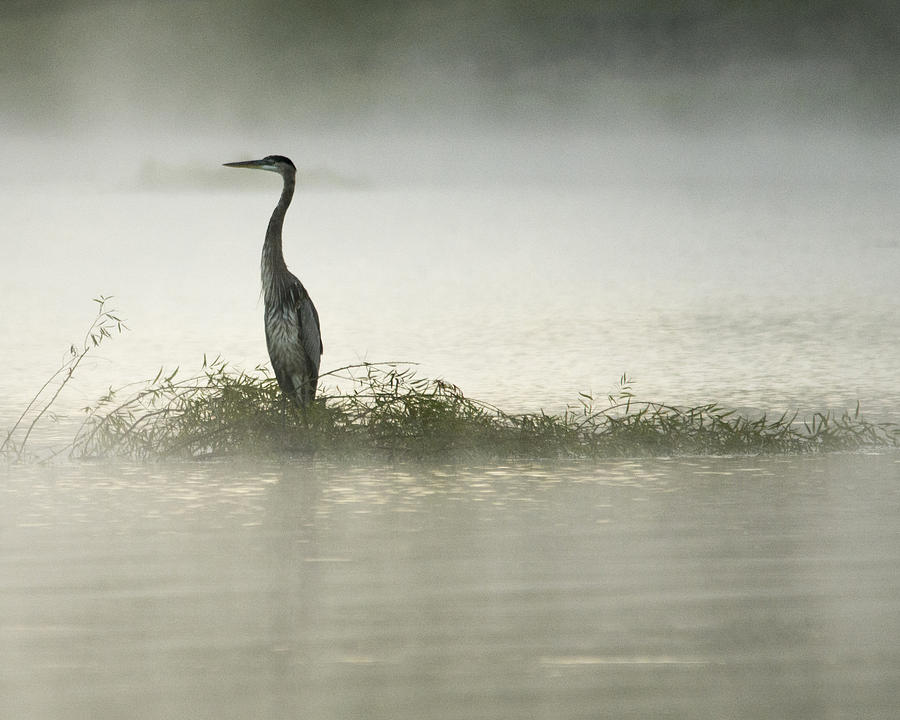 heron-in-the-mist-dennis-roscher.jpg