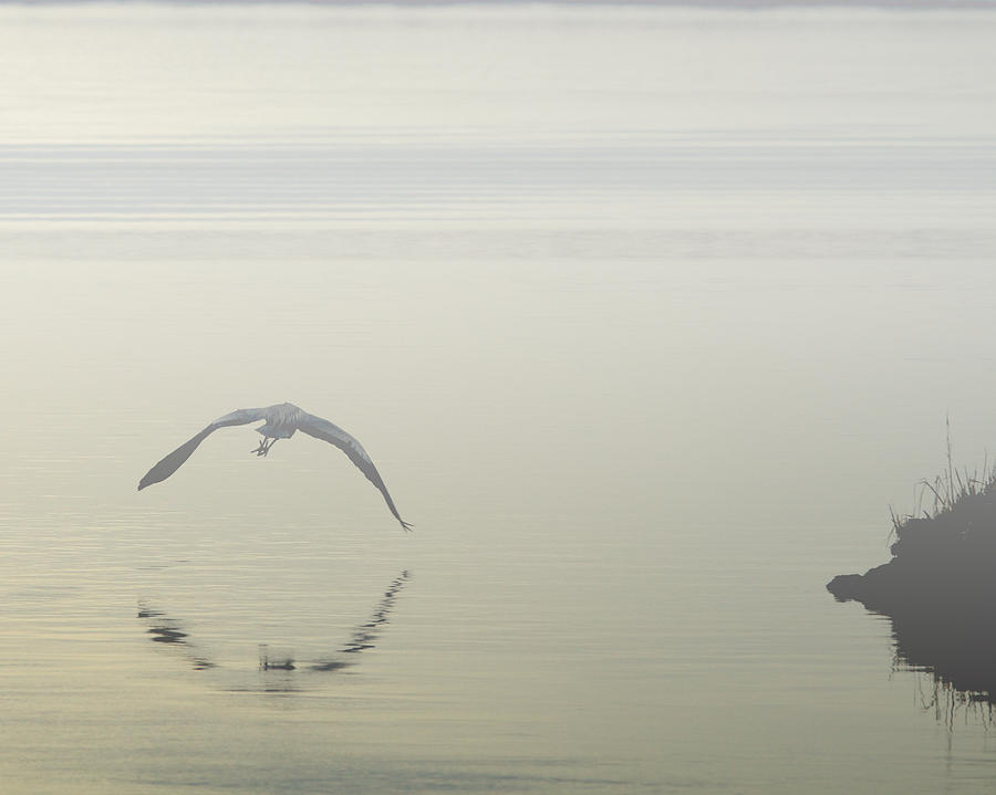 Sunset Photograph - Heron in the Mist II by Pete Federico Sunset Photograph - Heron in the Mist II by Pete Federico