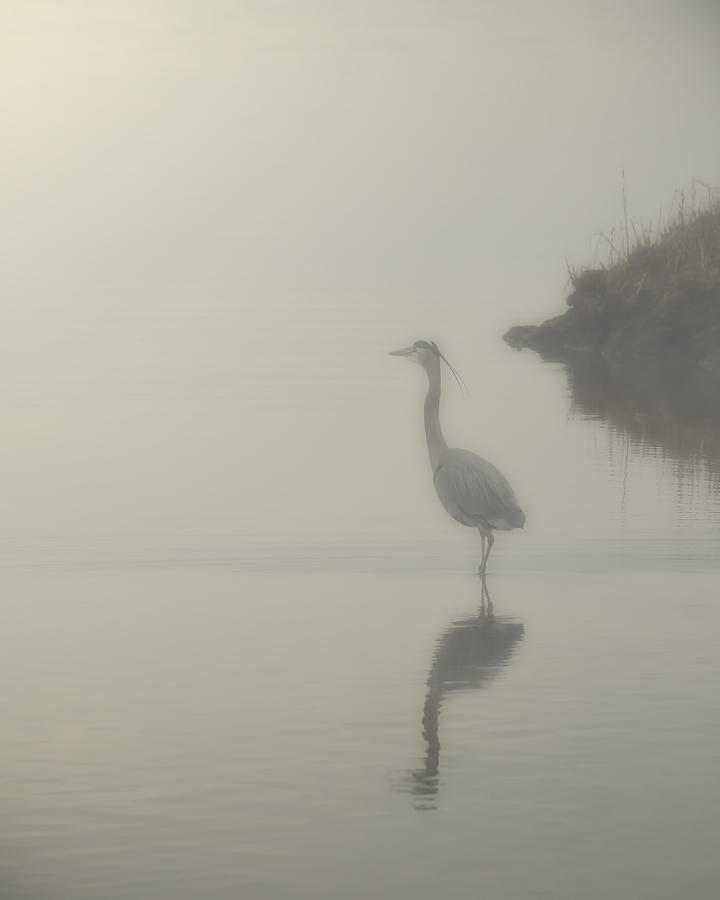 Sunset Photograph - Heron in The Mist by Pete Federico Sunset Photograph - Heron in The Mist by Pete Federico