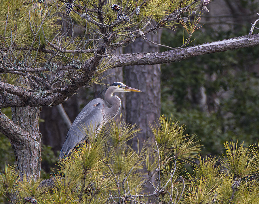 Heron in the Pines Photograph by Andy Smetzer
