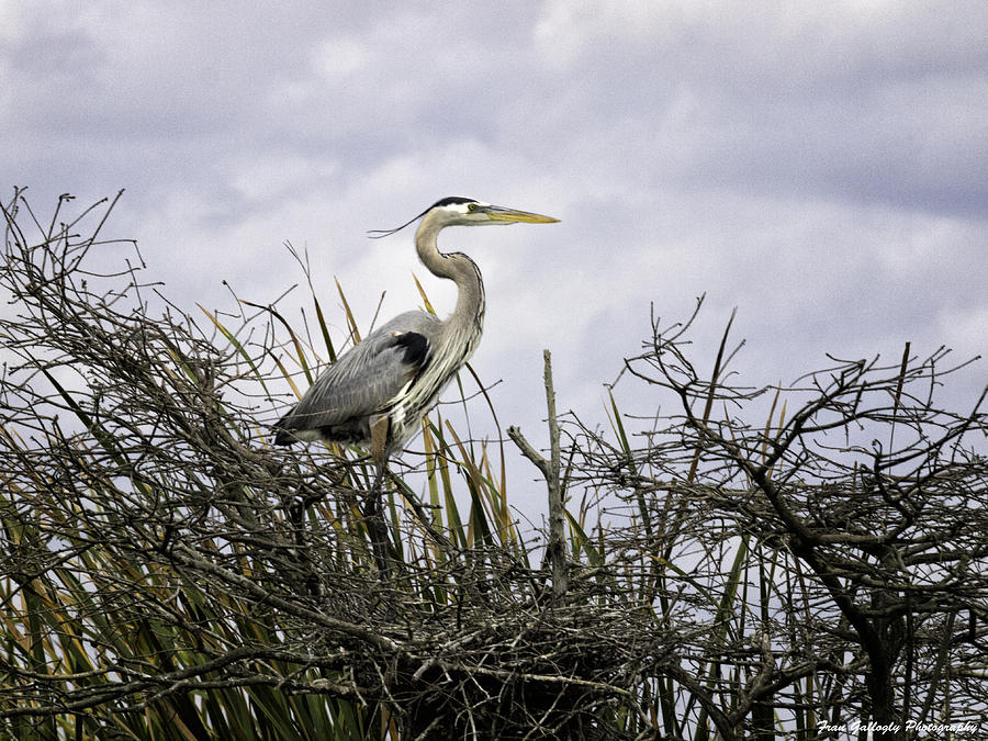 Heron in the Swamp Photograph by Fran Gallogly