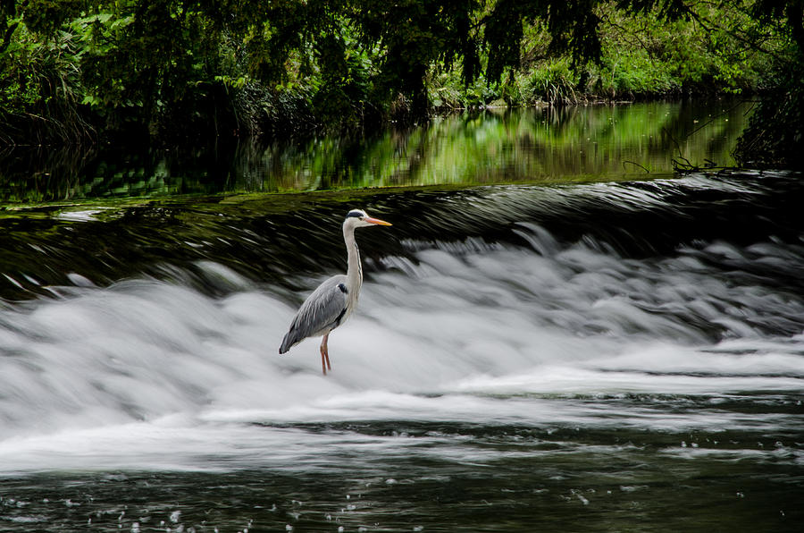 Heron in the Tolka River  Photograph by Martina Fagan