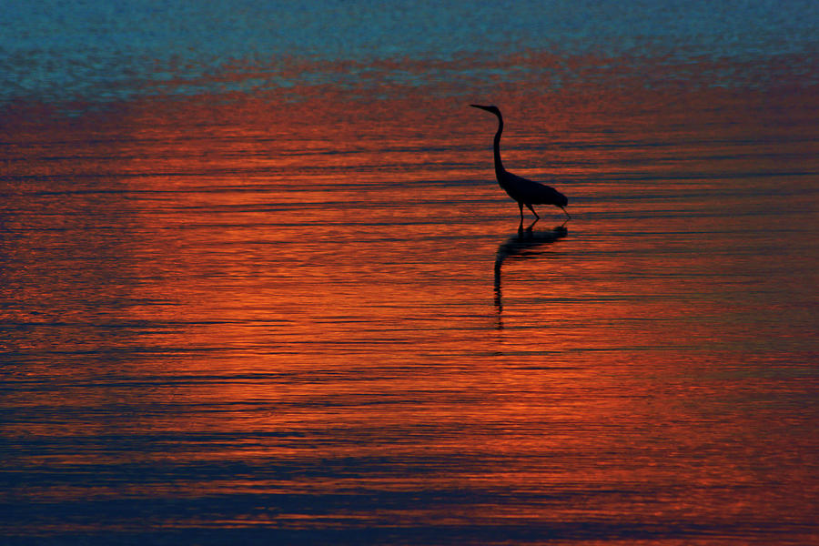 Heron in the Water at Sunset Photograph by Daniel Woodrum