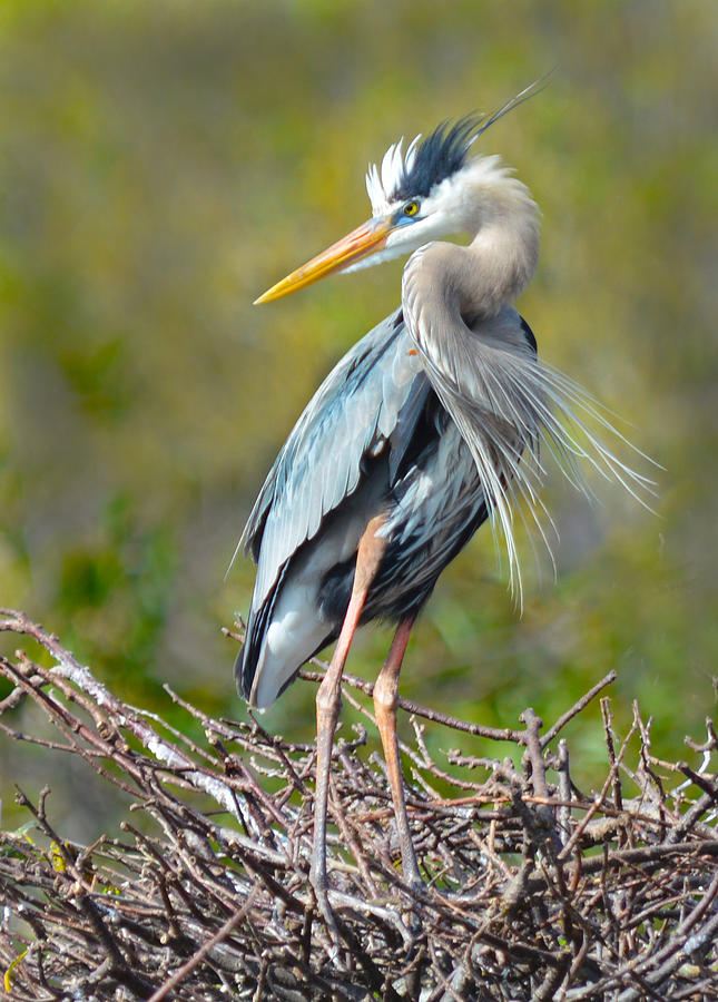 Heron in the Wind Photograph by Ellen Mee - Fine Art America