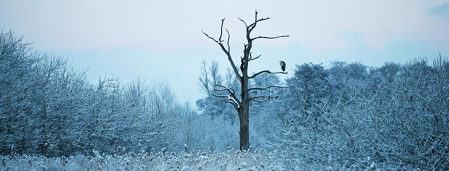 Heron In Winter Landscape Photograph by Jeremy Walker