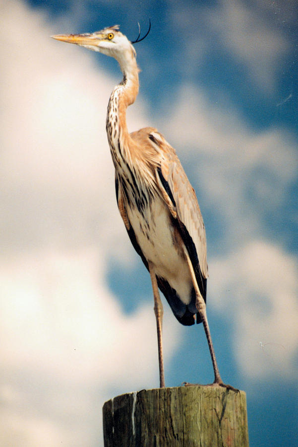 Heron Photograph by Jean Wolfrum