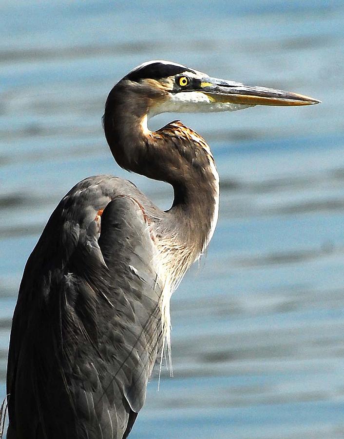 Heron Lake Livingston Tx Photograph by Jerry Moffett - Fine Art America