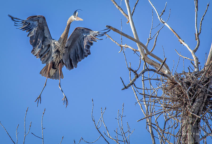 Heron Photograph - Heron Landing on Nest by Everet Regal