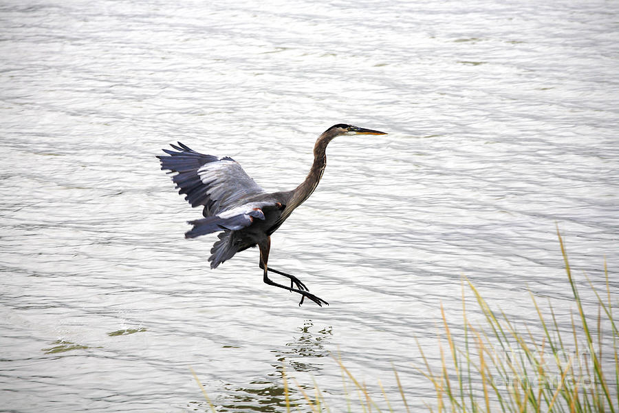Great Blue Heron Landing in Shallow Water Photograph by William Kuta