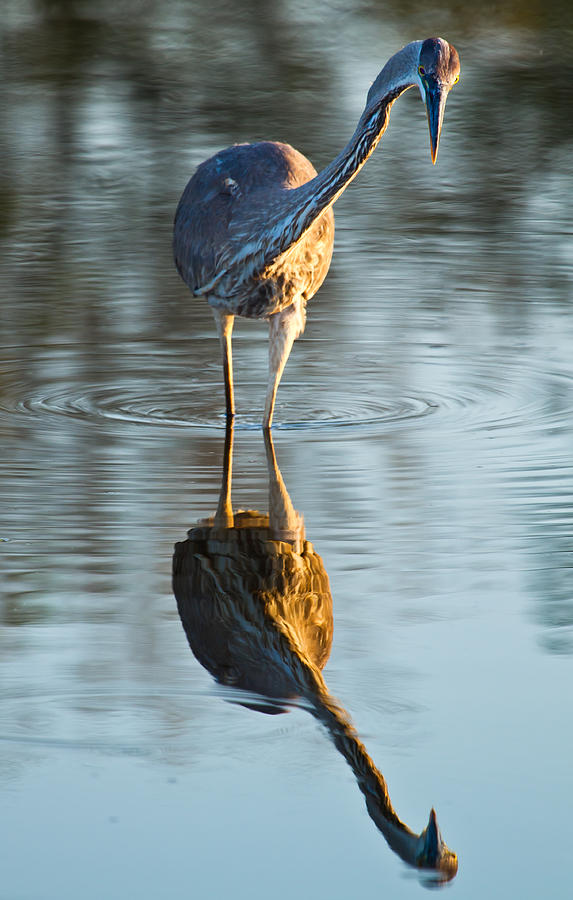 Feather Photograph - Heron Looking at Its Own Reflection by Andres Leon