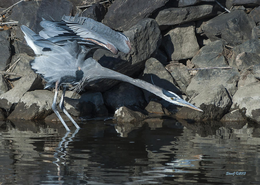 Heron Lunging Photograph by Stephen Johnson