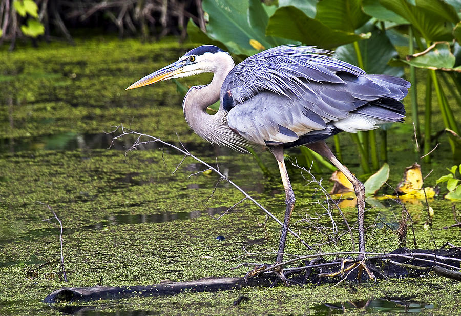 Cuyahoga Valley National Park Photograph - Heron by Marcia Colelli