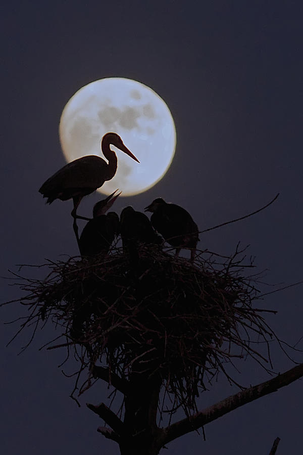 Heron Nest With Full Moon Photograph by Dale J Martin