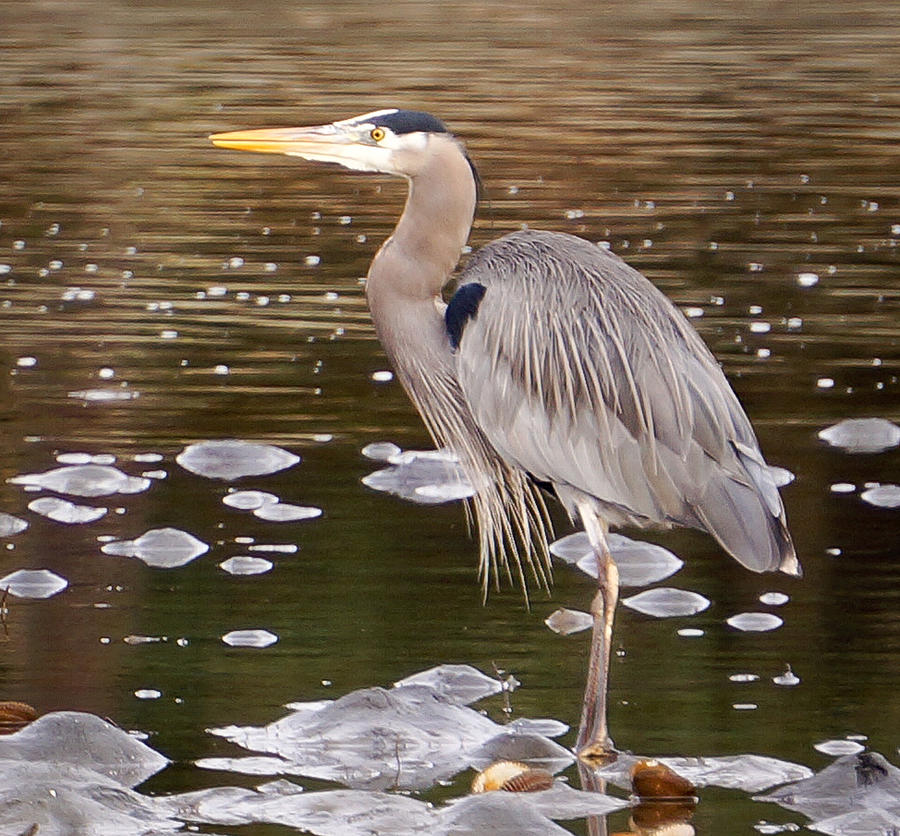 Heron on a Winters Day Photograph by Ronda Broatch