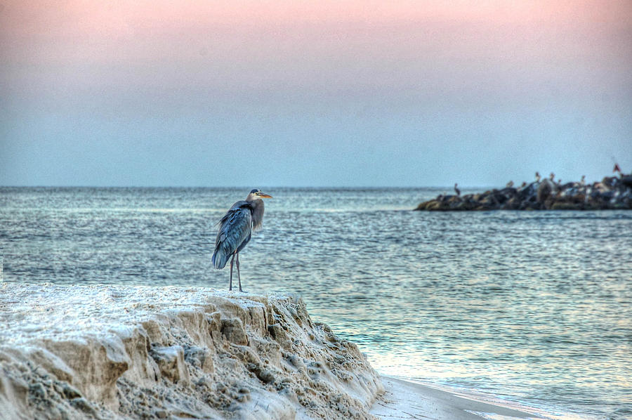 Heron on Beach Digital Art by Michael Thomas
