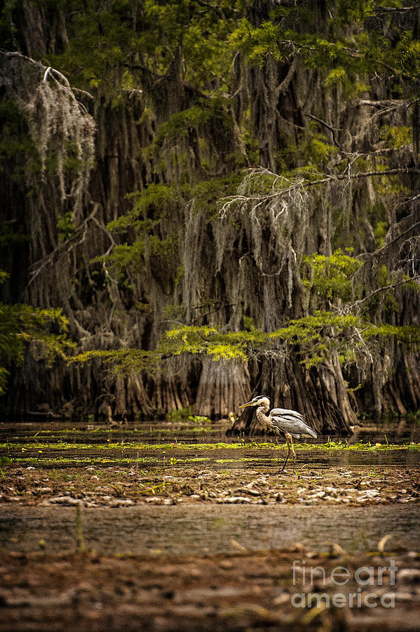 Tree Photograph - Heron on Caddo Lake II by Tamyra Ayles