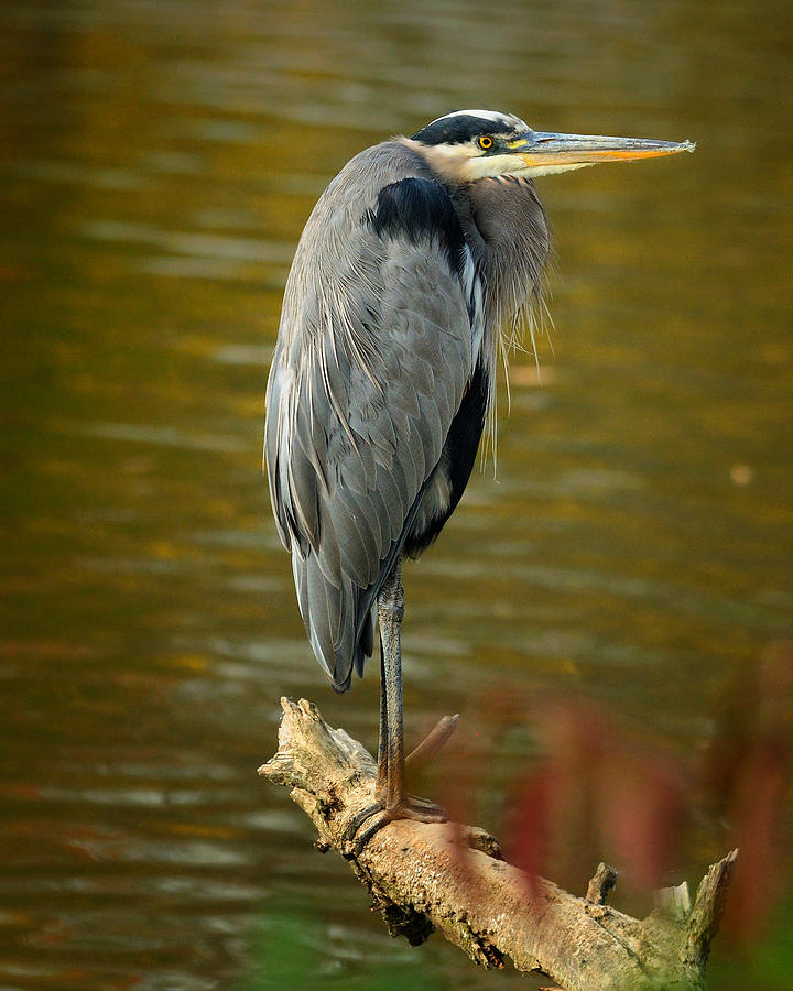 Heron on Lake Logan Photograph by Dick Wood - Pixels