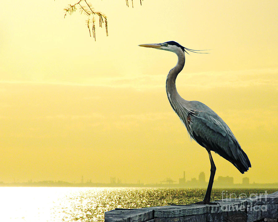 Heron on Mobile Bay at Fairhope AL Digital Art by Lizi Beard-Ward