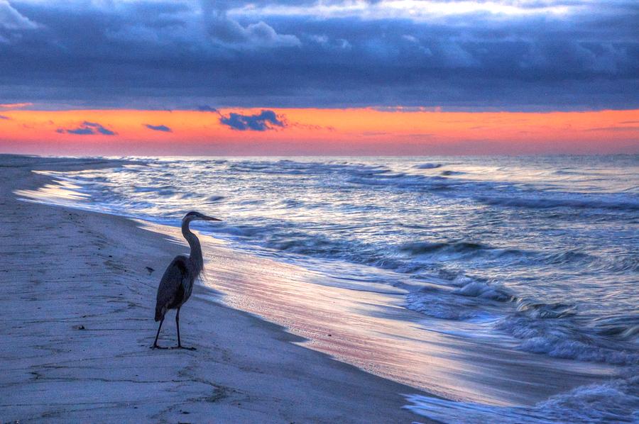 Heron on Mobile Beach Digital Art by Michael Thomas