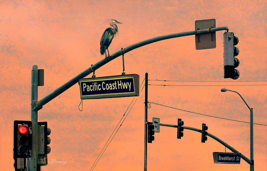 Heron on PCH Photograph by Jennie Breeze
