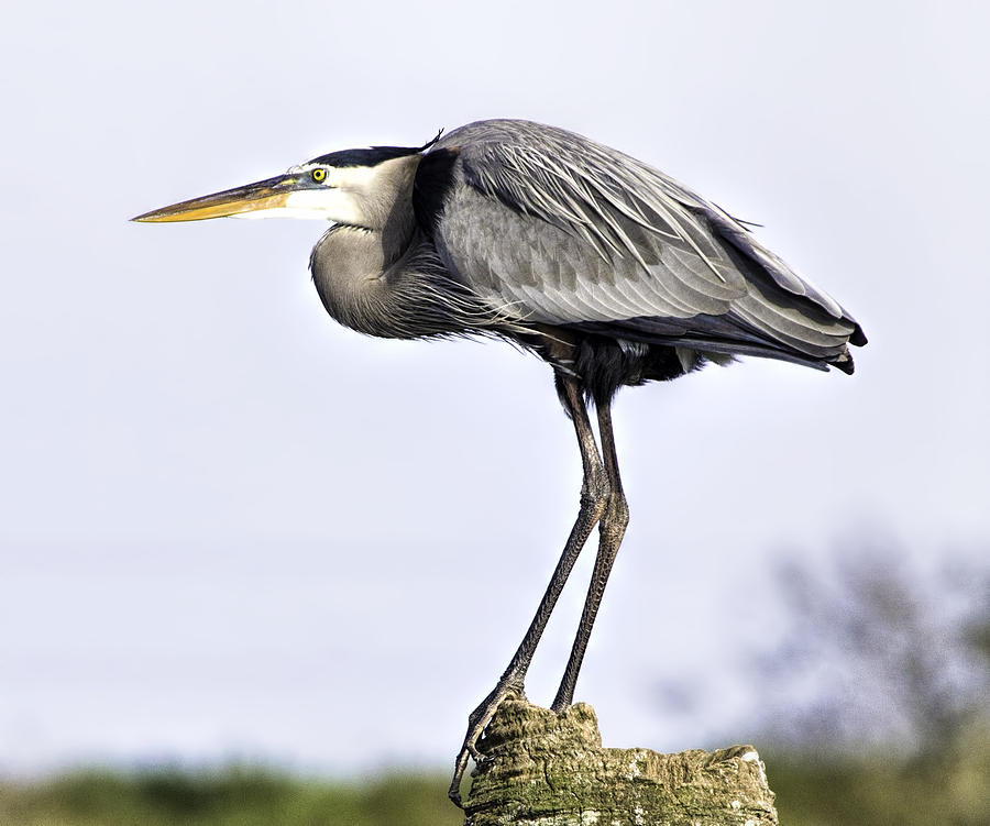 Nature Photograph - Heron On Post by Dorothy Cunningham