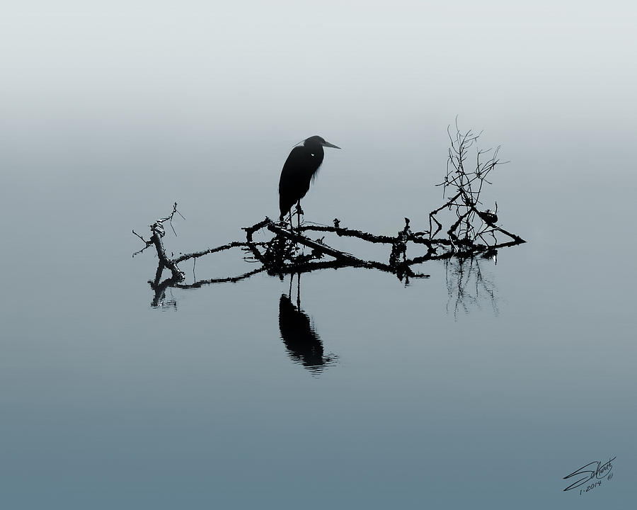Heron on Submerged Tree Branch Digital Art by M Spadecaller